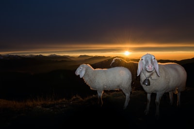 日出时山上的一群白羊